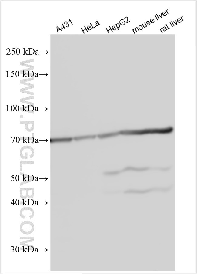 UGT1A9 Antibody in Western Blot (WB)