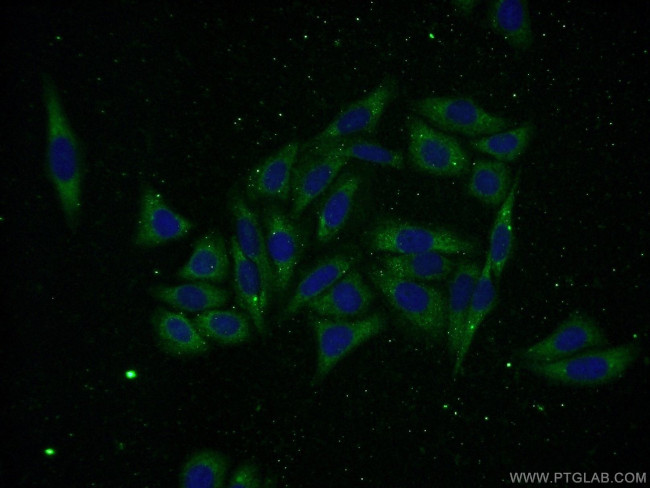 AMZ2 Antibody in Immunocytochemistry (ICC/IF)