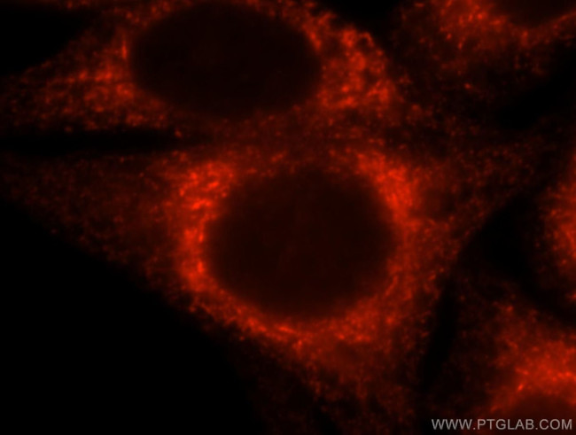 CKAP4 Antibody in Immunocytochemistry (ICC/IF)