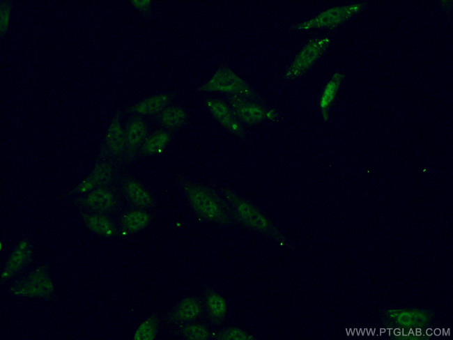 ALY Antibody in Immunocytochemistry (ICC/IF)