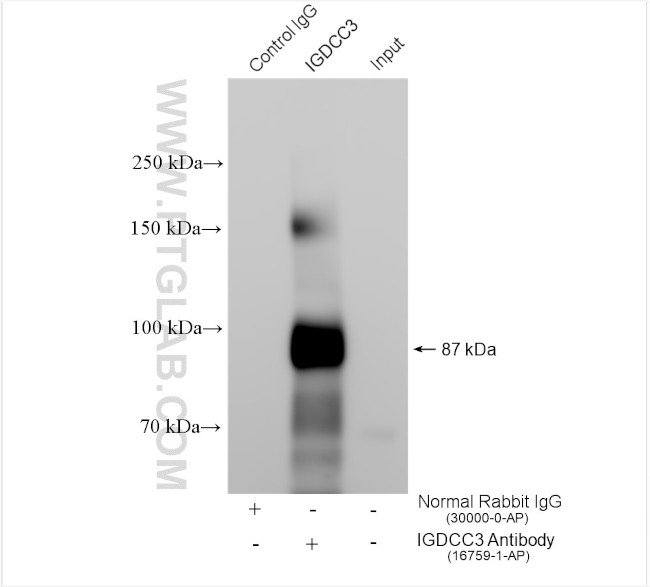 IGDCC3 Antibody in Immunoprecipitation (IP)