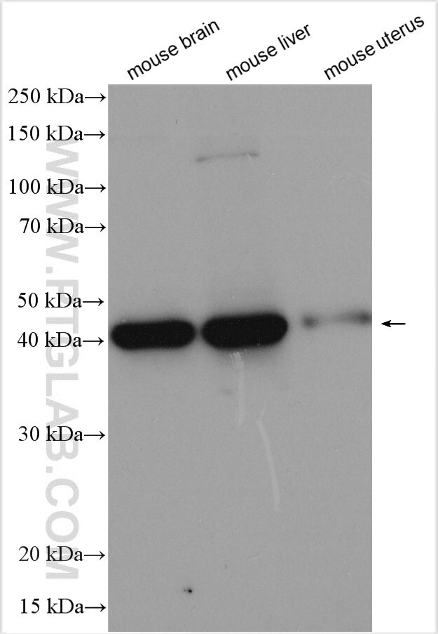 DNAJB12 Antibody in Western Blot (WB)