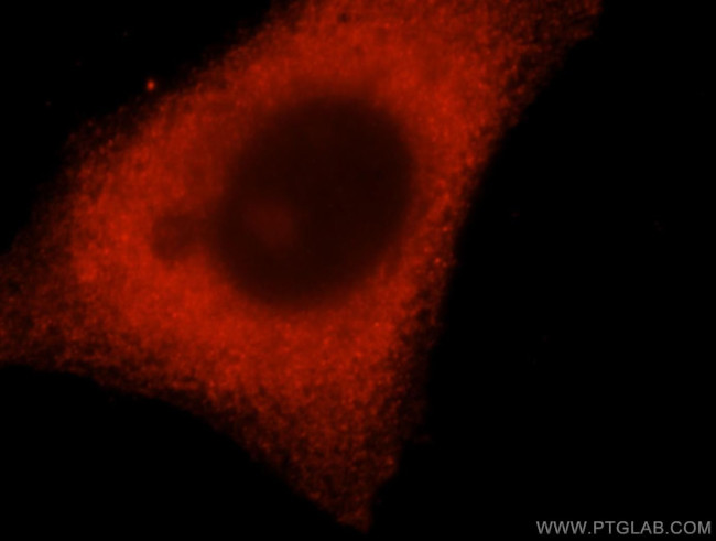 DCTD Antibody in Immunocytochemistry (ICC/IF)