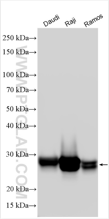 HLA-DRB3 Antibody in Western Blot (WB)
