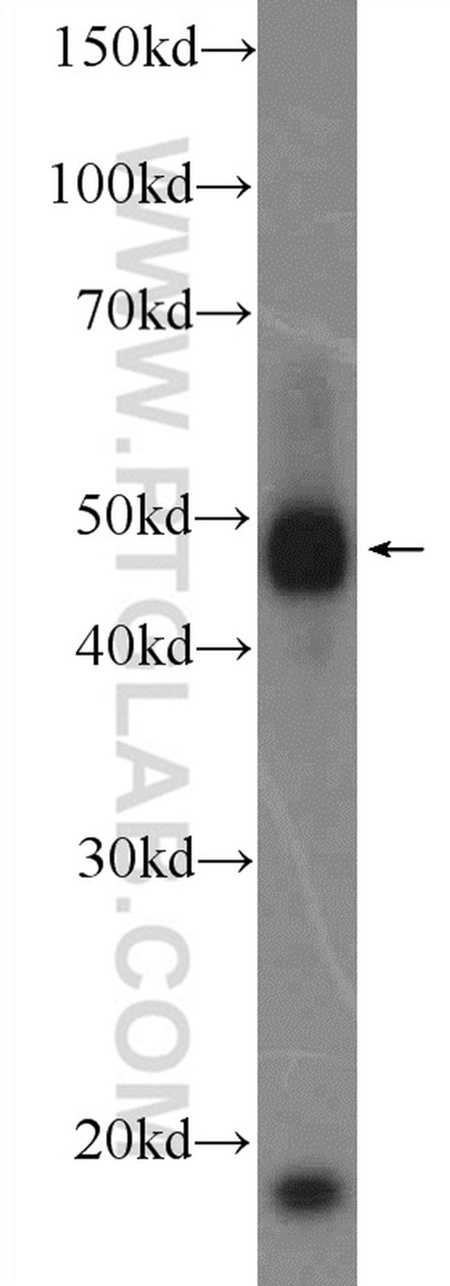 RNF26 Antibody in Western Blot (WB)