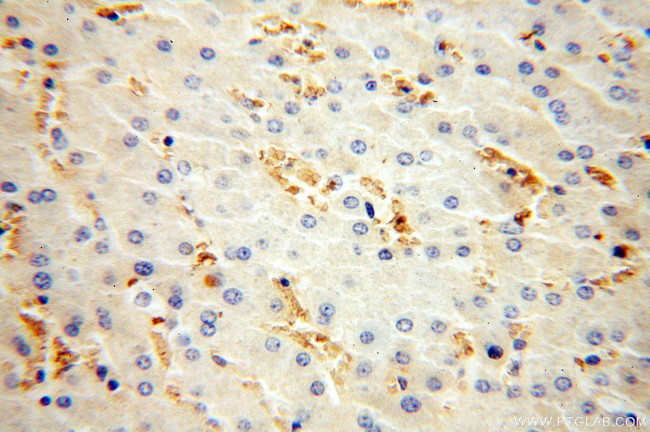 HBD Antibody in Immunohistochemistry (Paraffin) (IHC (P))