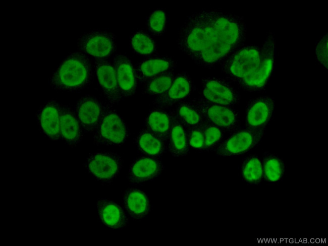 NIP30 Antibody in Immunocytochemistry (ICC/IF)