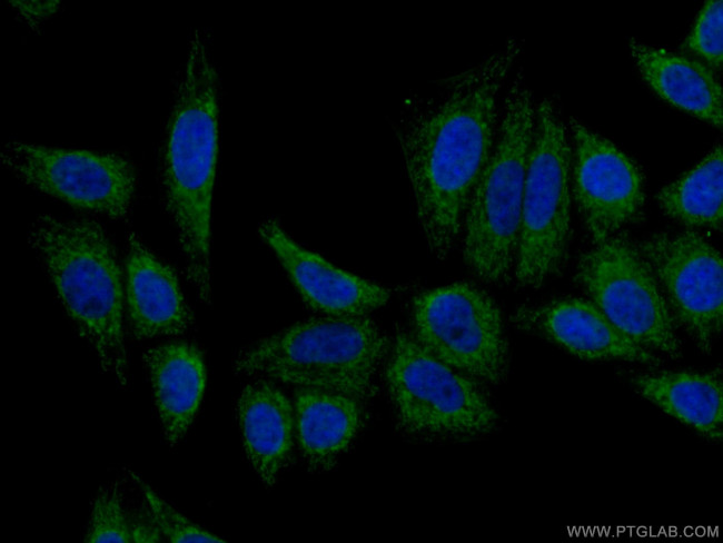 Apolipoprotein A II Antibody in Immunocytochemistry (ICC/IF)