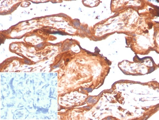 IDO2/Indoleamine 2,3-dioxygenase 2 Antibody in Immunohistochemistry (Paraffin) (IHC (P))