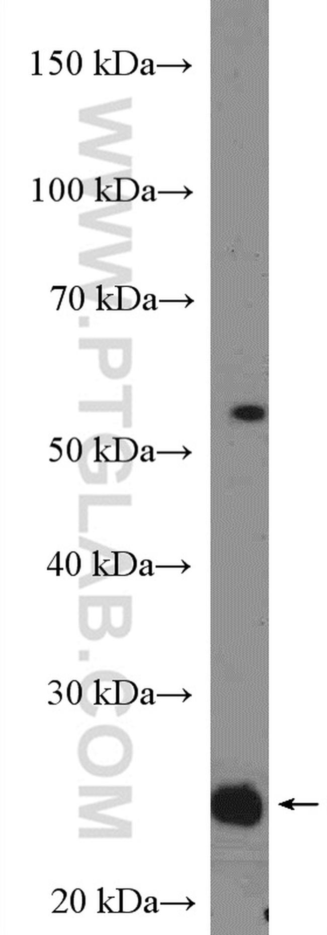 RNF11 Antibody in Western Blot (WB)