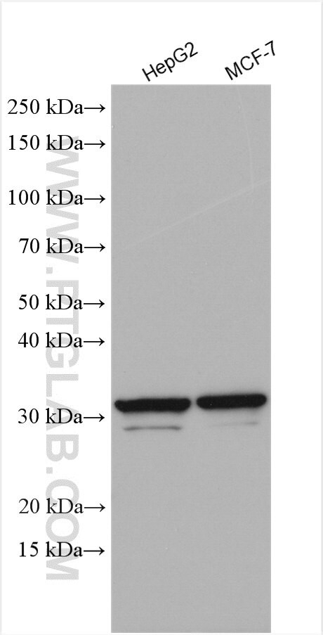 RPL8 Antibody in Western Blot (WB)