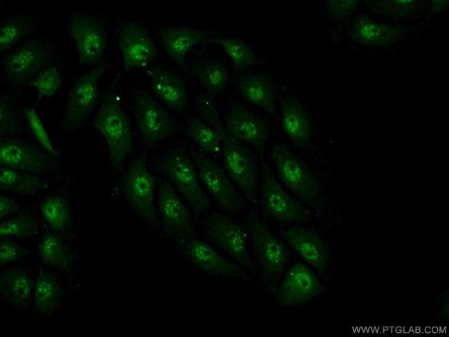 INTS7 Antibody in Immunocytochemistry (ICC/IF)