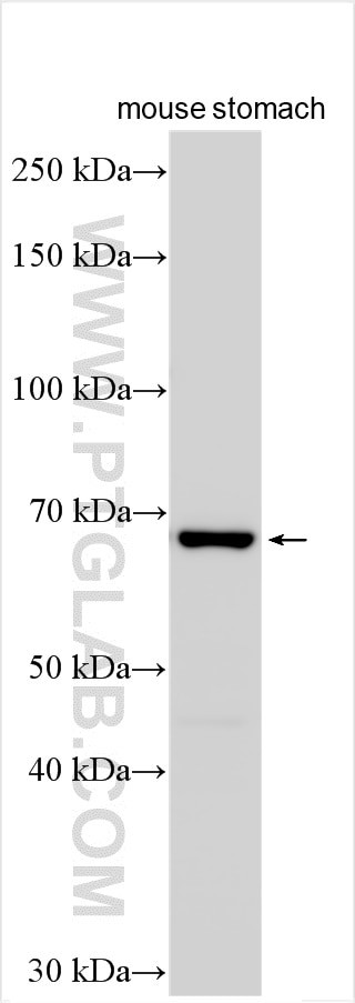 TM9SF3 Antibody in Western Blot (WB)