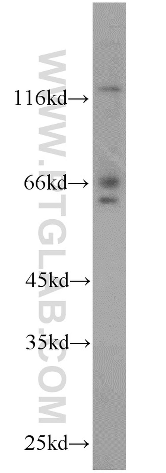PPWD1 Antibody in Western Blot (WB)
