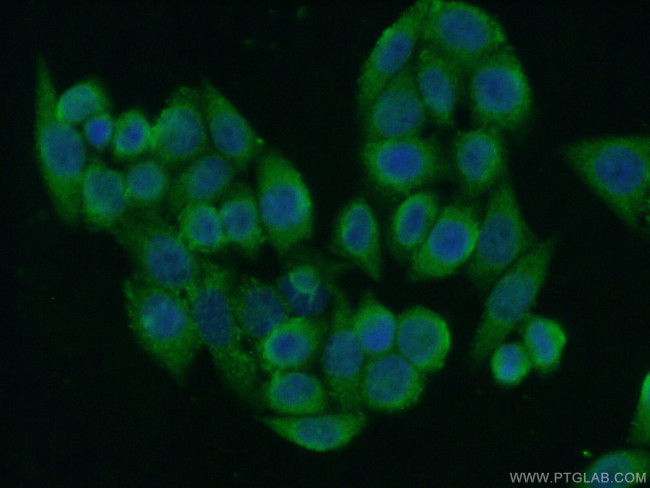 PERLD1 Antibody in Immunocytochemistry (ICC/IF)