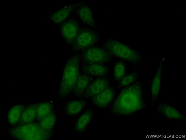 FBXL13 Antibody in Immunocytochemistry (ICC/IF)