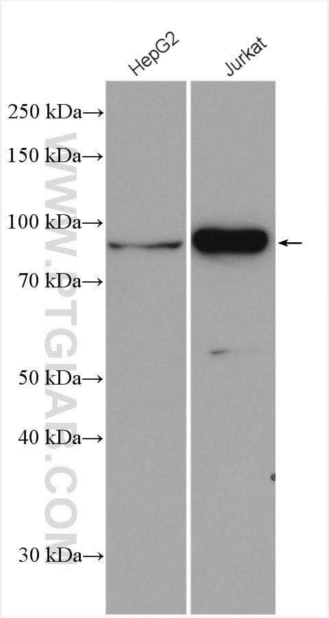 CKAP2L Antibody in Western Blot (WB)