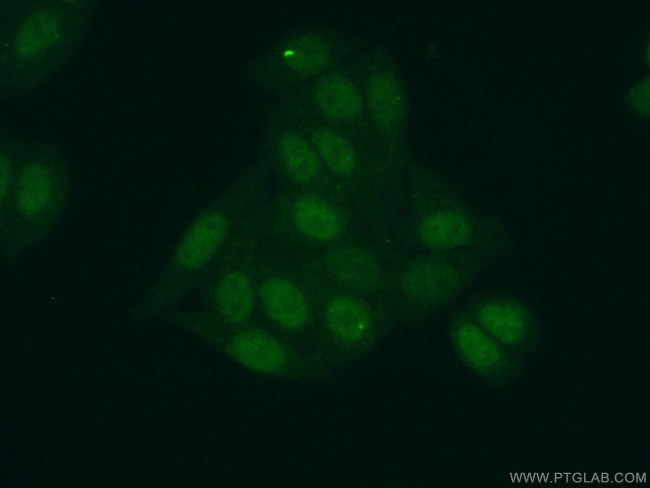 NPEPL1 Antibody in Immunocytochemistry (ICC/IF)