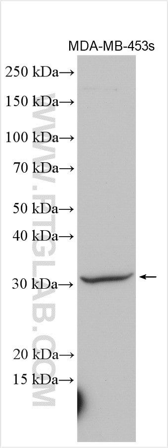 Syntaxin 19 Antibody in Western Blot (WB)