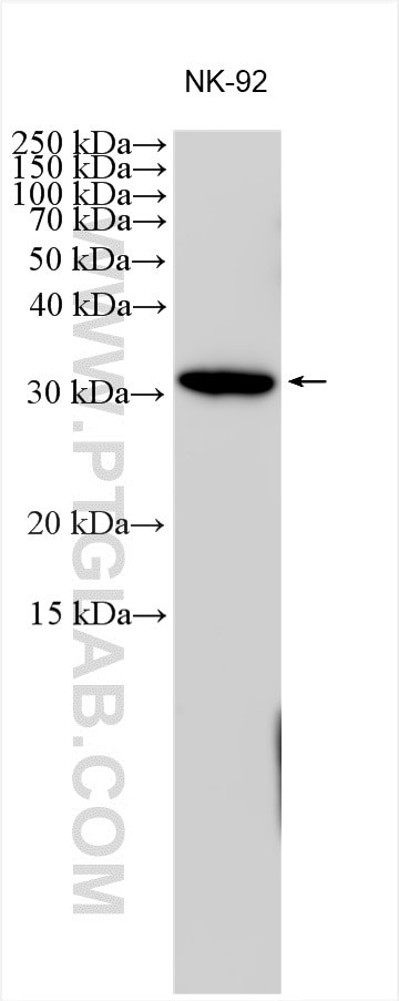 Granzyme H Antibody in Western Blot (WB)