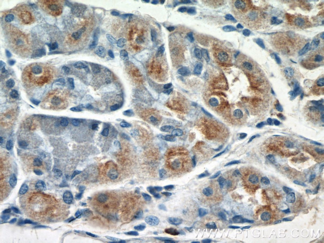 GDAP2 Antibody in Immunohistochemistry (Paraffin) (IHC (P))