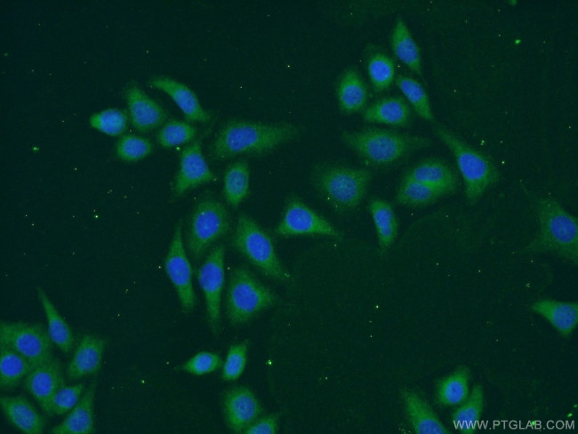 TEX11 Antibody in Immunocytochemistry (ICC/IF)