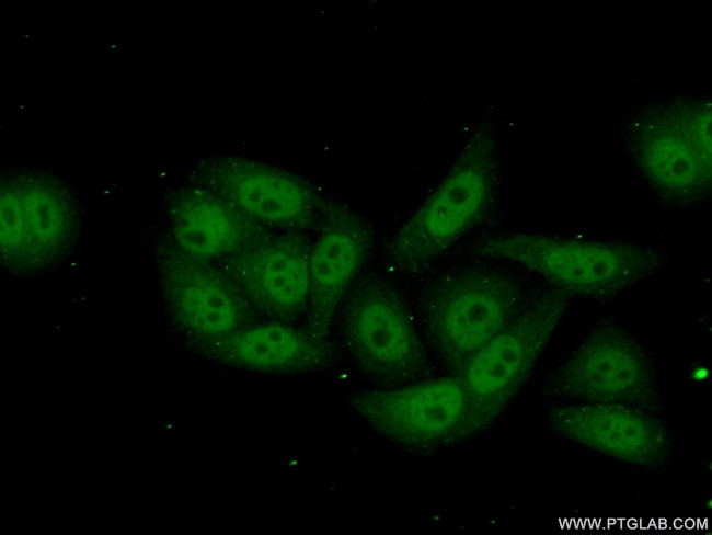 POLR2I Antibody in Immunocytochemistry (ICC/IF)
