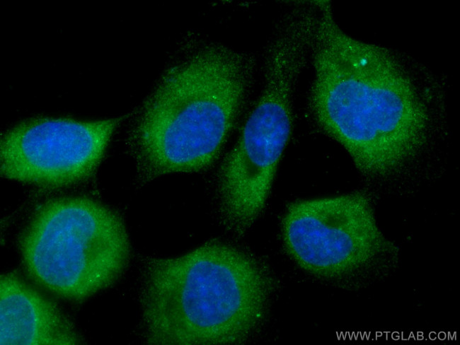 CALML3 Antibody in Immunocytochemistry (ICC/IF)