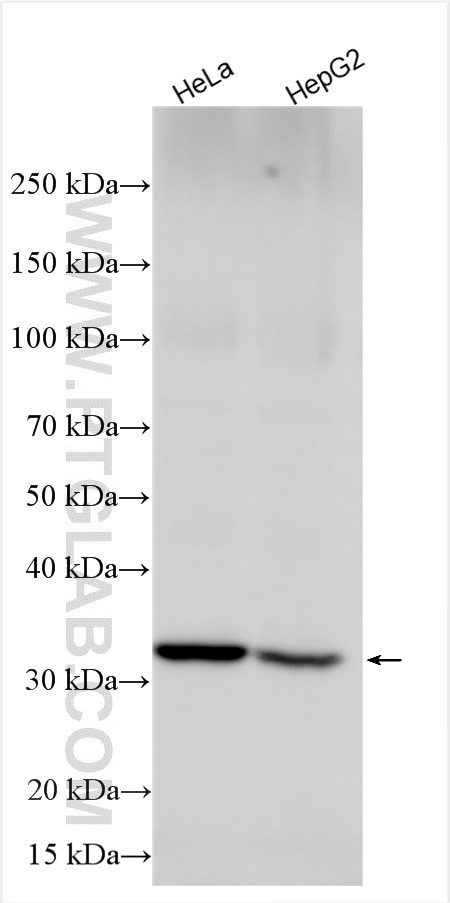 DHRSX Antibody in Western Blot (WB)