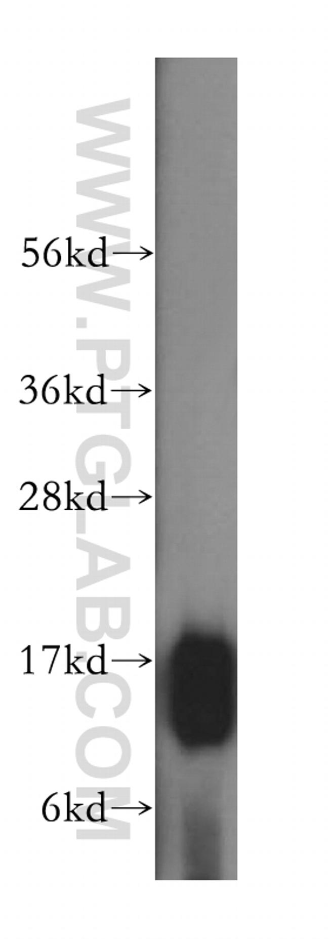 HBZ Antibody in Western Blot (WB)