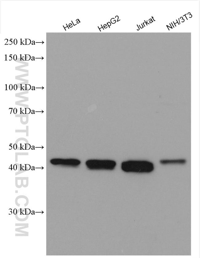 TRMT10A Antibody in Western Blot (WB)