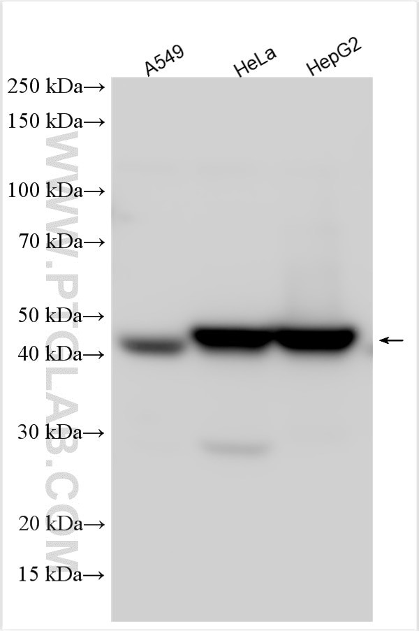 ACTL8 Antibody in Western Blot (WB)