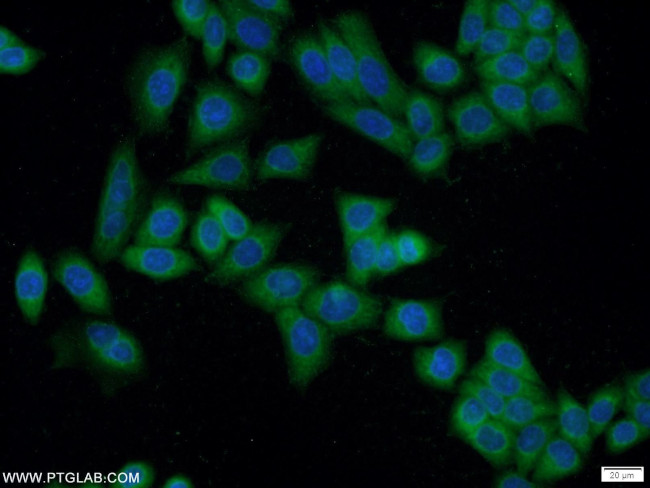 EXD1 Antibody in Immunocytochemistry (ICC/IF)