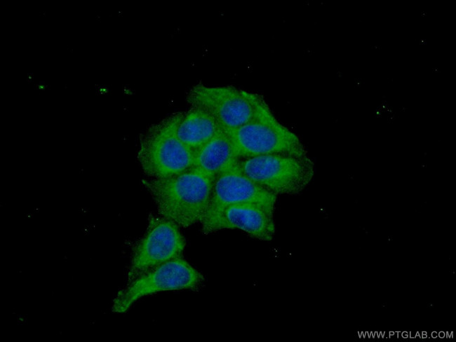 MKNK2 Antibody in Immunocytochemistry (ICC/IF)