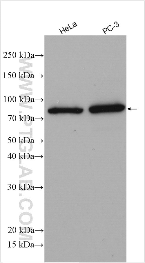 STRBP Antibody in Western Blot (WB)