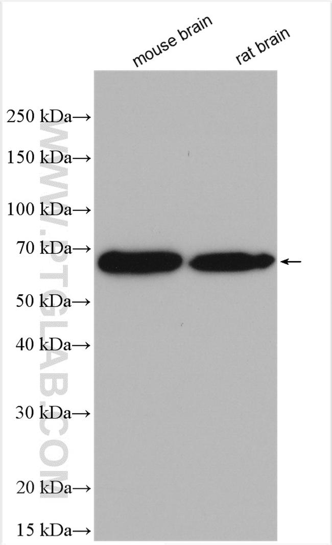 CPNE7 Antibody in Western Blot (WB)
