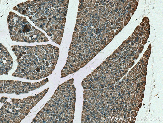 ZG16 Antibody in Immunohistochemistry (Paraffin) (IHC (P))