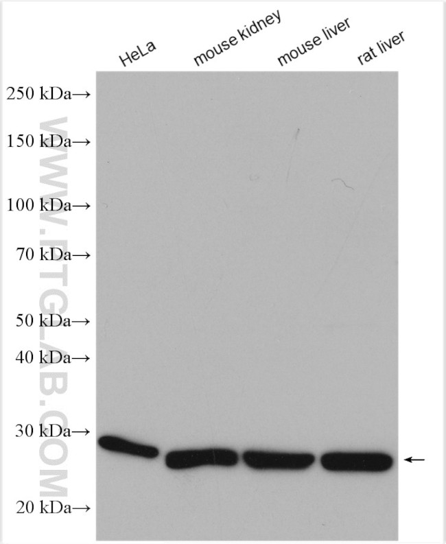 CMBL Antibody in Western Blot (WB)