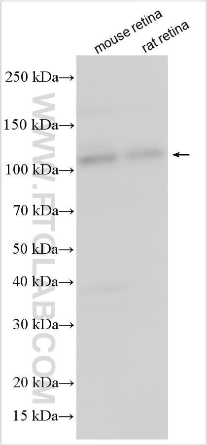 Noxa Antibody in Western Blot (WB)