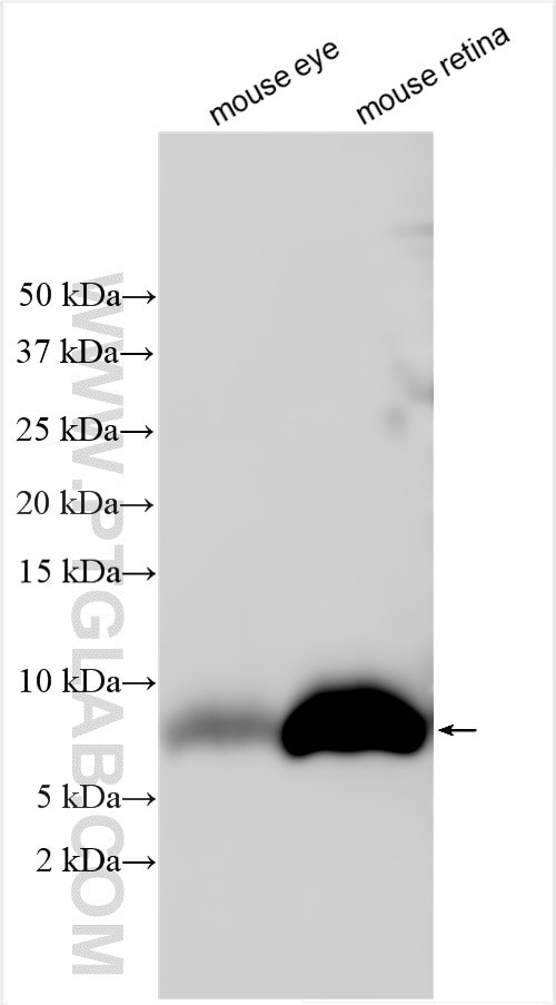 PCDH21 Antibody in Western Blot (WB)