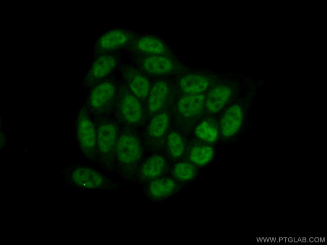 PPIL6 Antibody in Immunocytochemistry (ICC/IF)