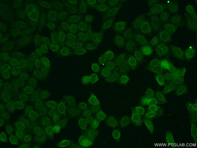 TMEM120A Antibody in Immunocytochemistry (ICC/IF)