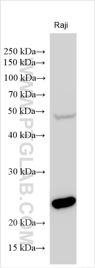 FKBP11 Antibody in Western Blot (WB)
