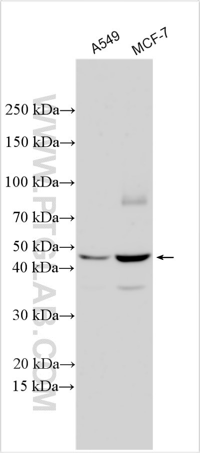 GNG11 Antibody in Western Blot (WB)