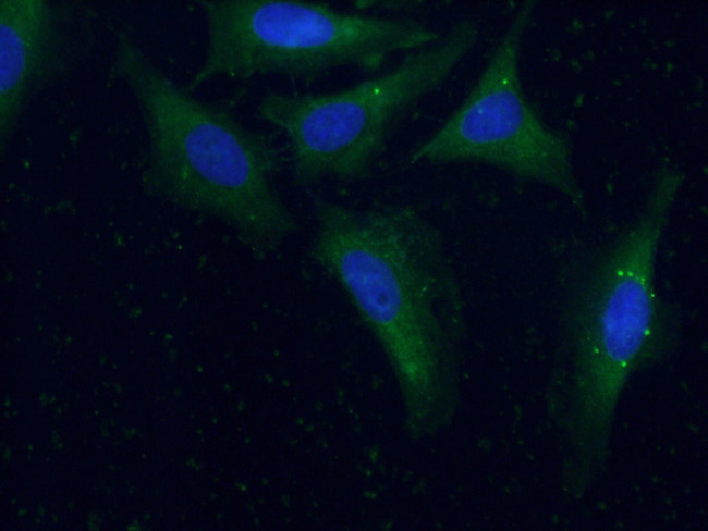 Sur-8 Antibody in Immunocytochemistry (ICC/IF)