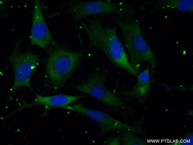 RSPH3 Antibody in Immunocytochemistry (ICC/IF)