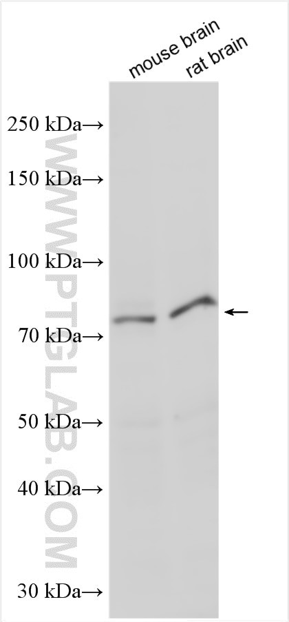 NOL11 Antibody in Western Blot (WB)