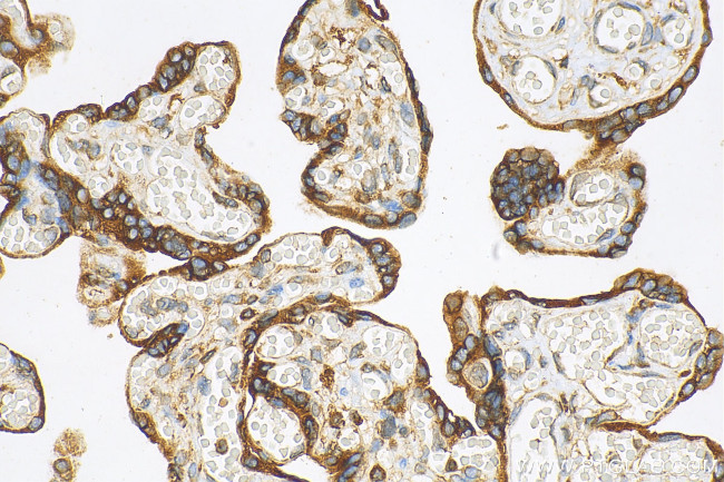 SPCS3 Antibody in Immunohistochemistry (Paraffin) (IHC (P))