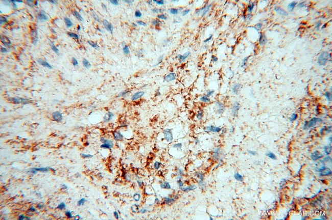 MFAP4 Antibody in Immunohistochemistry (Paraffin) (IHC (P))