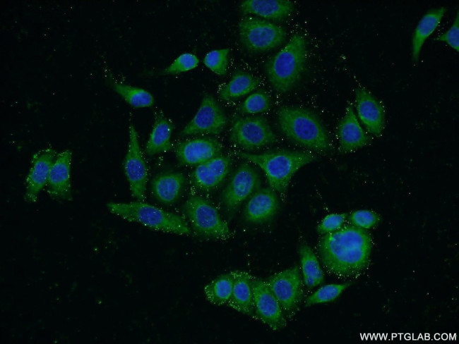 HNRNPH3 Antibody in Immunocytochemistry (ICC/IF)